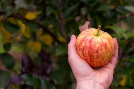 Fruit food plant