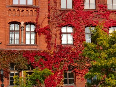 Wall building ivy photo