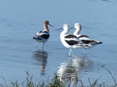 American bird seagulls