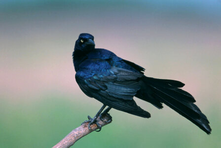 Great-tailed grackle photo