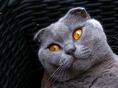 Gray animals cute animals