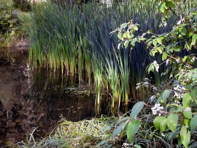 Common wetland plants