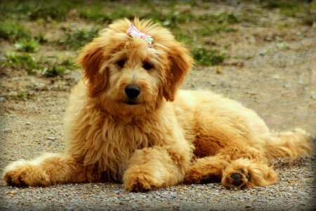 Doodle animal canine