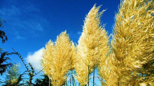 Dried natural wild