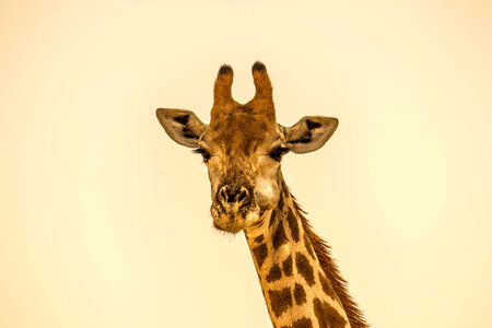 Cheweding Giraffe Portrait photo