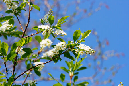 flowers photo