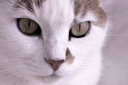 Animal cat claw