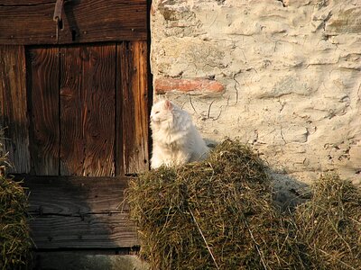 Hay feline kitty