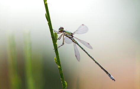 Dragonfly nature insect