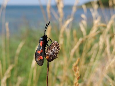 Flight insect nature red