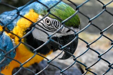 Cage macaw zoo photo