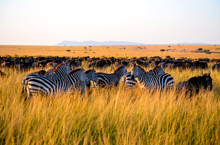 Zebras standing in the long grass