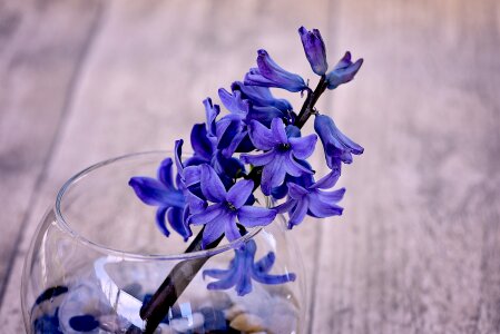 Flowers blue flower fragrant flower