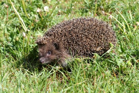 European hedgehog in the grass photo