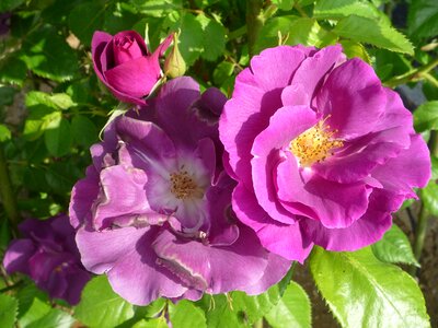 Rose flower purple color photo