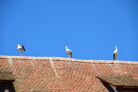 Animals rattle stork nature