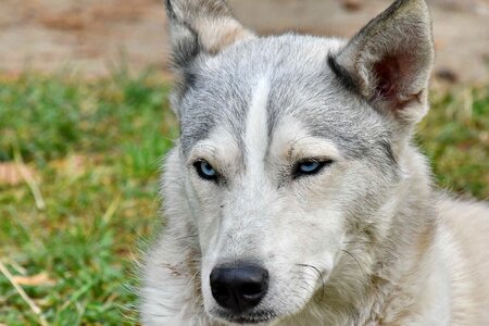 Blue dog eyes photo