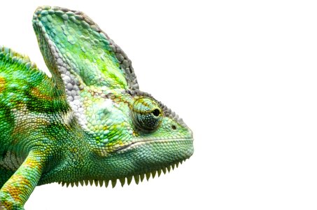 Pets isolated lizard