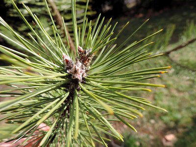 Conifer detail green leaf photo