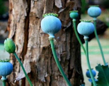 Round veined stems