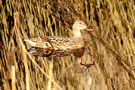 Duck nature mirror photo