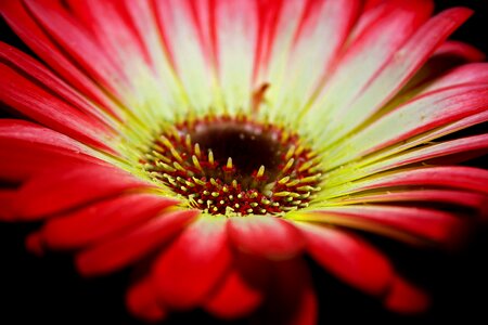 Macro fragrance romantic