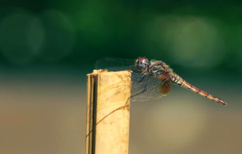 Animal arthropod beautiful image