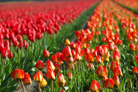 Fields orange red