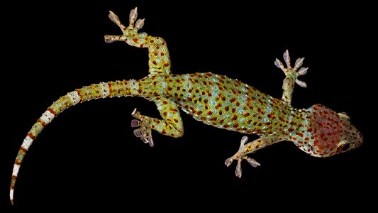 Lizard tokhe reptile