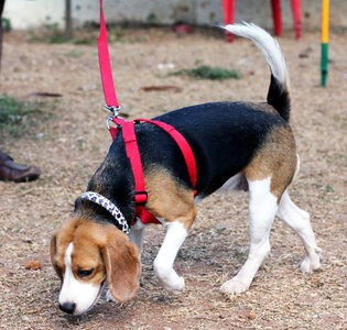 Beagle Smelling Ground photo