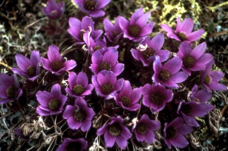 Anemone bloom viola photo