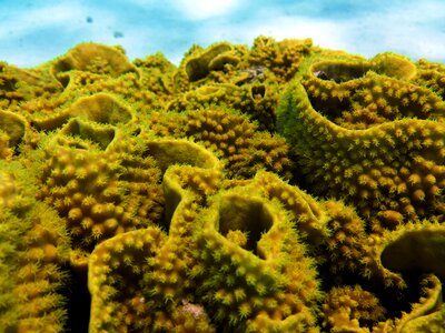 Underwater coral ocean