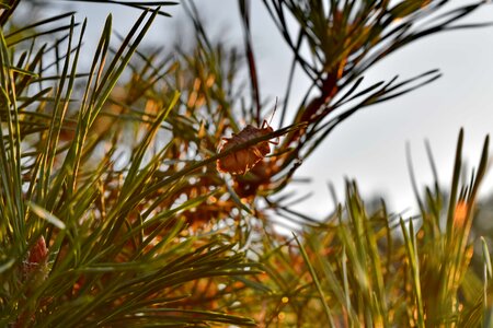 Beetle branches conifer photo