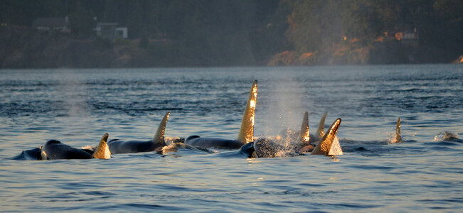 Killer Whales swimming in a pod in Victoria, British Columbia, Canada photo
