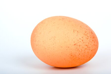 Food fresh isolated