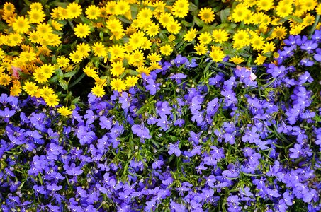 Blue yellow flora photo