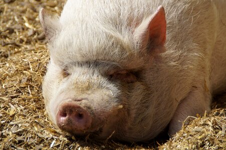 Piglet pot bellied pig farm