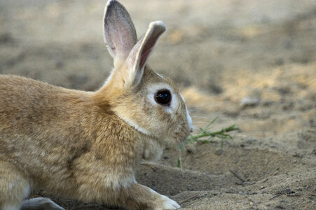 19 Rabbit