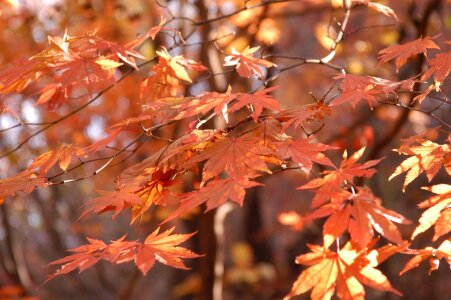 Red and Orange Autumn Leaves Background photo
