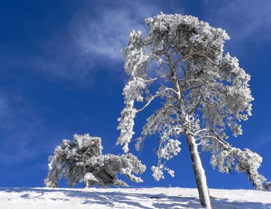 Iced nature powder snow
