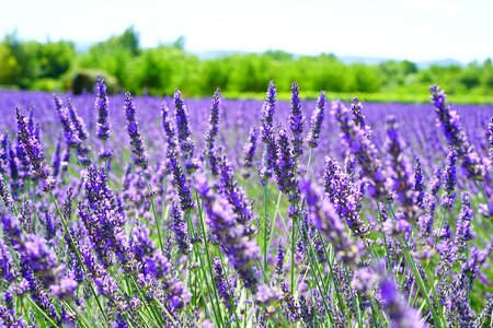 Agriculture aroma beautiful flowers