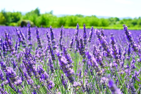 Agriculture aroma beautiful flowers photo