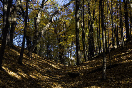 Looking up a hill in the forest at Pewit's Nest, Wisconsin photo