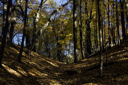 Looking up a hill in the forest at Pewit's Nest, Wisconsin