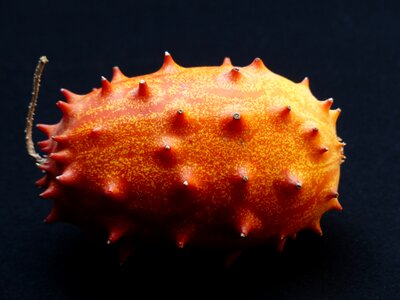 Prickly horn melon cucumis metuliferus