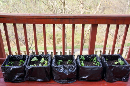 A row of rich green pot plants along a natural fence photo