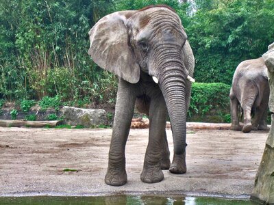 Grey zoo ivory