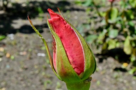 Caterpillar insect flower