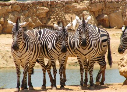 Wild mammal striped