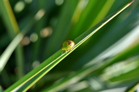 Beetle detail insect photo